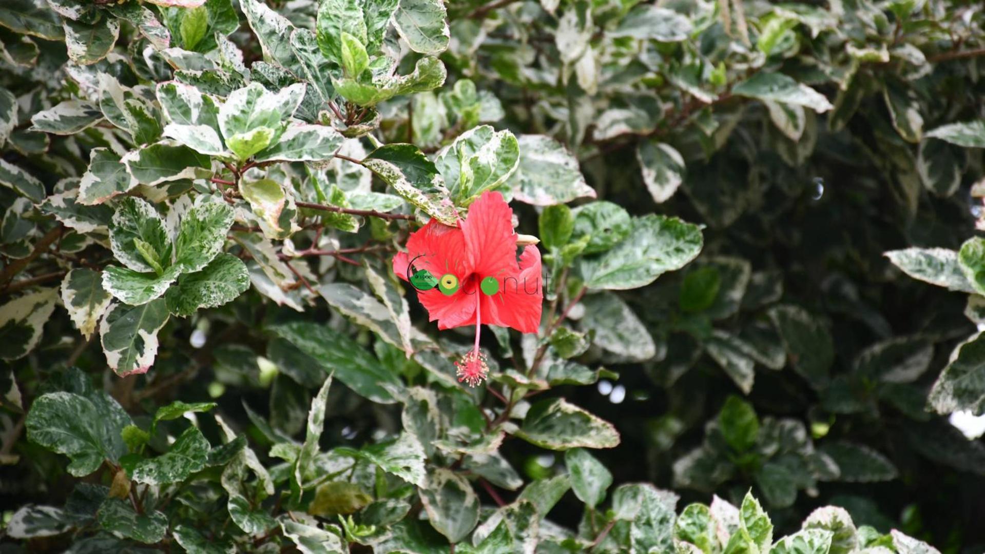 Appartamento O Logis Du Morne Jacob "Coco", Le Morne-Rouge Martinique Esterno foto